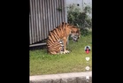 Viral clip of ‘emaciated’ Malayan tiger in Japan sparks renewed concerns over welfare of Malaysian animals abroad (VIDEO)