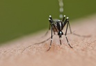 Putrajaya dengue cases drop 36.2pc, Wolbachia method shows success