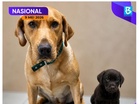 ‘Brave’ joins Bomba’s K9 unit