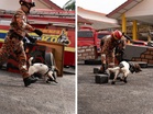 ‘Home-grown champions’ for Asean: Putrajaya eyes future K9 exports with Bomba’s RM2.4m breeding hub in Penang