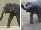 Perak exco defends 25-year Malaysia–Japan elephant deal after outcry, says welfare safeguards in place