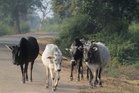 Night drives in Gua Musang turn risky as stray cattle accidents keep piling up