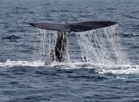 Hormuz turmoil diverts ships south, whales off South Africa face rising dangers from busy lanes