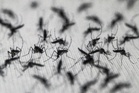 Brazil fights dengue with 100 million mosquitoes per week fed on horse blood and syrup