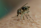 Are you a mosquito magnet? Scientists just discovered the hidden reason why