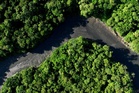 Report: Amazon rainforest ‘under attack’ from organised crime