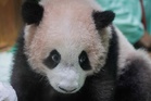 Meet Rio: Indonesia’s first giant panda born in captivity is ready for his big debut