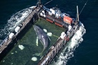 ‘Timmy’ the humpback whale saved in €1.5m Germany rescue found dead in Danish waters