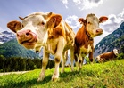 Safety fears rise in Austria after hiker killed by herd of cows in the Alps