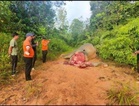 Sabah probes suspected ivory poaching after mutilated Bornean elephant found in Tongod forest reserve