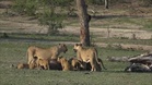 Eight Asiatic lion cubs die in Indian forest reserve, raising fears of disease outbreak