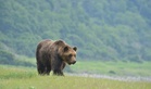 Bear rampage in northern Japan leaves four injured in factories, residential area