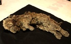 Genome study reveals how extinct Ice Age cave lions ruled over 14,000 years ago