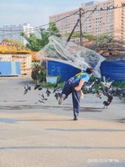 Penang council swoops in, fines 17 for feeding pigeons and crows, culls thousands