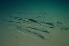 World’s largest whale graveyard discovered by Chinese sub