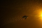 Caught with 490 turtle eggs, man gets 18 months’ jail and RM50,000 fine in Sabah