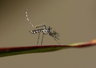 Dengue cases up 27pc nationwide, with Sabah among the hardest hit, says Dzulkefly