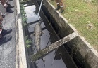 Croc in the drain: Firemen to the rescue of 10-foot reptile trapped in Banting (VIDEO)