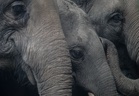 Perak Perhilitan relocates herd of 12 wild elephants from Kampung Bongor to forest reserve