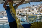 Toxic pufferfish batter Greece’s fishing industry, scientists hunt for greener purpose