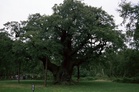One of Britain’s oldest trees — and Robin Hood’s legendary Sherwood refuge — may have died
