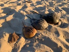 Horseshoe crabs’ survival triumph: Landings of ancient species in Malaysia increase by 14.44pc this year
