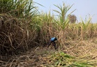 India may need to import sugar as El Niño and ethanol demand keep exports off the market for years