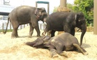 Three elephants, RM53m allegations and a graft probe: MACC looks into Dara, Amoi and Kelat transfer from Taiping Zoo to Japan
