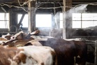 From barns to boardrooms, Europe’s heatwave shows how climate stress drags on growth and food supplies