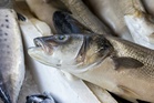 Can fish be vaccinated just by eating? NUS scientists target deadly virus wiping out farm stocks
