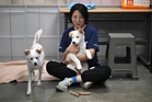 Where are they? Dogs disappear before South Korea meat ban