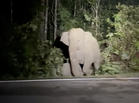 Heartbreaking moment mother elephant stays by dead calf after fatal road collision in Mersing (VIDEO)
