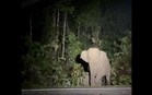 Johor’s RM66m wildlife crossing with 1.2km flyover set for 2028, promising to cut roadkill and safeguard lives