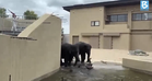 Healthy, active, and gaining weight: Taiping council says Malaysia’s three elephants envoys living the good life in Japan’s Tennoji Zoo