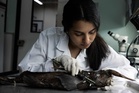Meet the ocean’s latest mystery: Costa Rican scientists may have found a new ghost shark