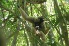 Angkor Wat celebrates new gibbon birth, warns tourists against feeding monkeys