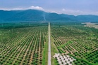 Why palm oil deserves a second look — Ahmad Ibrahim