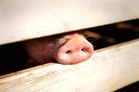 Tanjong Sepat to be free of pig farms by October, says Selangor exco