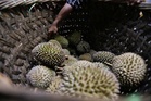 Malaysia’s durian growers face oversupply squeeze even as exports to China hit record highs