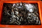 First attempt to smuggle banned Thai tiger prawns foiled by AKPS at Rantau Panjang