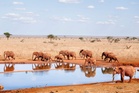 Toxic substance suspected after 15 elephants die in Kenya’s Amboseli park