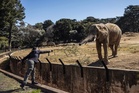 In South Africa, a court case tests the future of elephants in zoos
