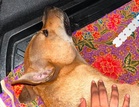 Klang council denies SOP breach during stray dog-catching operation, says animal died in struggle with resident