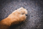 Rocky and the measure of our humanity — Sheila Ramalingam