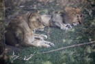 Suspected heatstroke kills three lions at Japan zoo