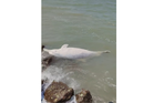 Perak authorities probe suspected Irrawaddy dolphin carcass washed ashore in Ban Pecah