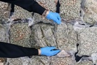 Police bust syndicate storing RM21m worth of ganja near KLIA, Penang airport