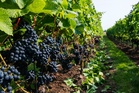 France’s Champagne faces record-early harvest after brutal growing season