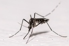 Dengue cases surge 56pc as MOH warns of nationwide spread
