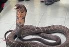 Temerloh snake demo ends in tragedy as officer dies after king cobra bite